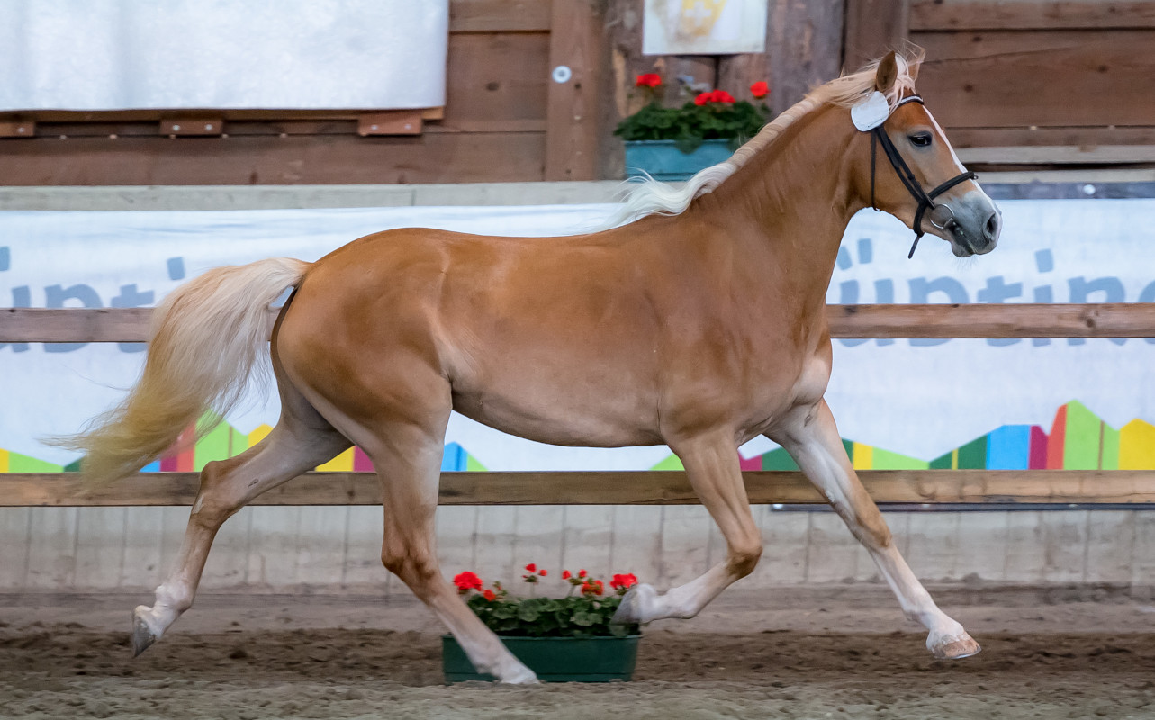 Haflinger Eu