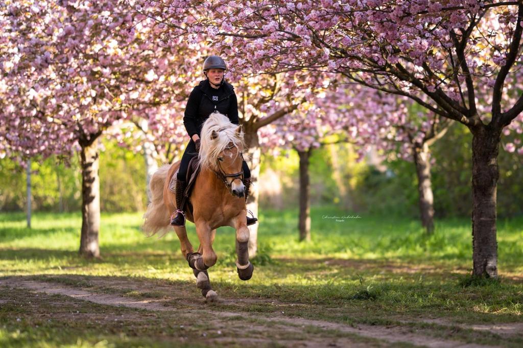 Santo Antares C De Imana Tn Haflinger Eu