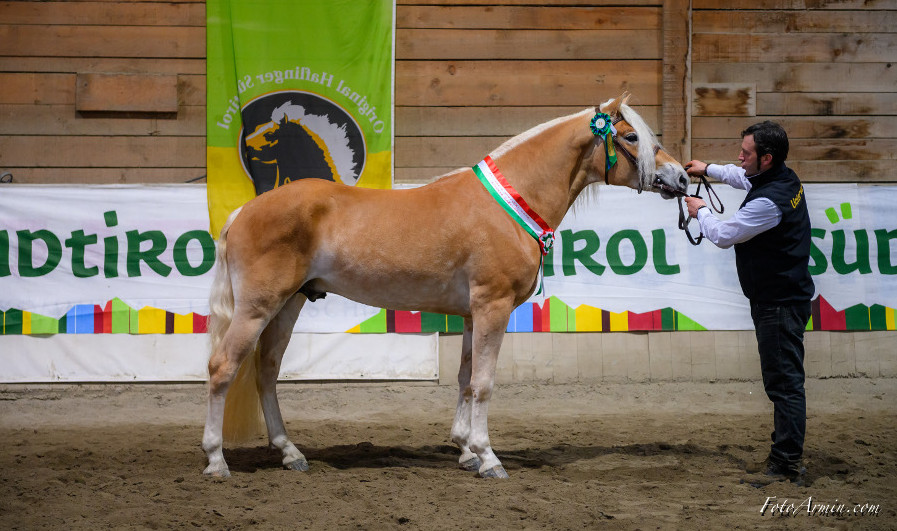 The stage is all set for a new generation of stallions • haflinger.eu