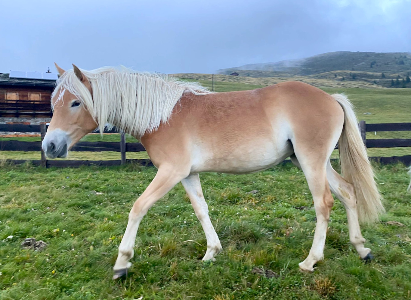 flurina-bz31281-haflinger-eu