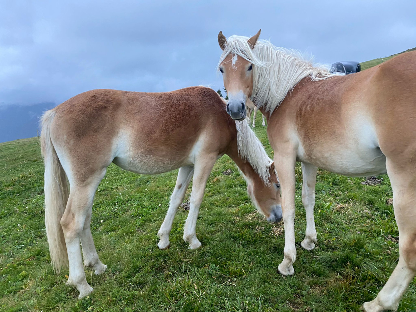 flurina-bz31281-haflinger-eu