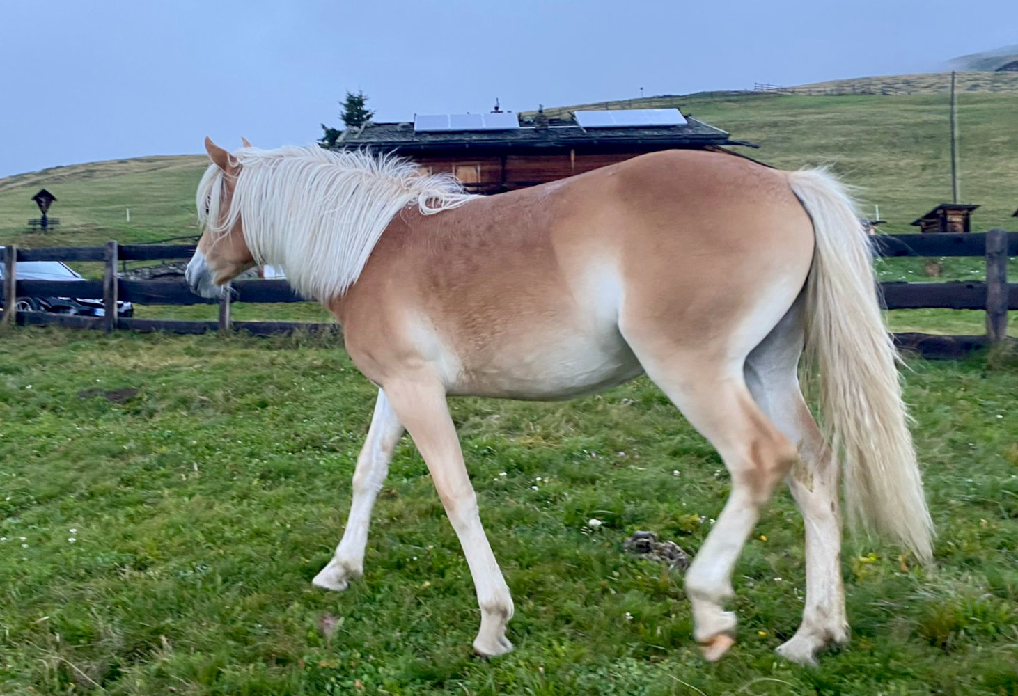 flurina-bz31281-haflinger-eu