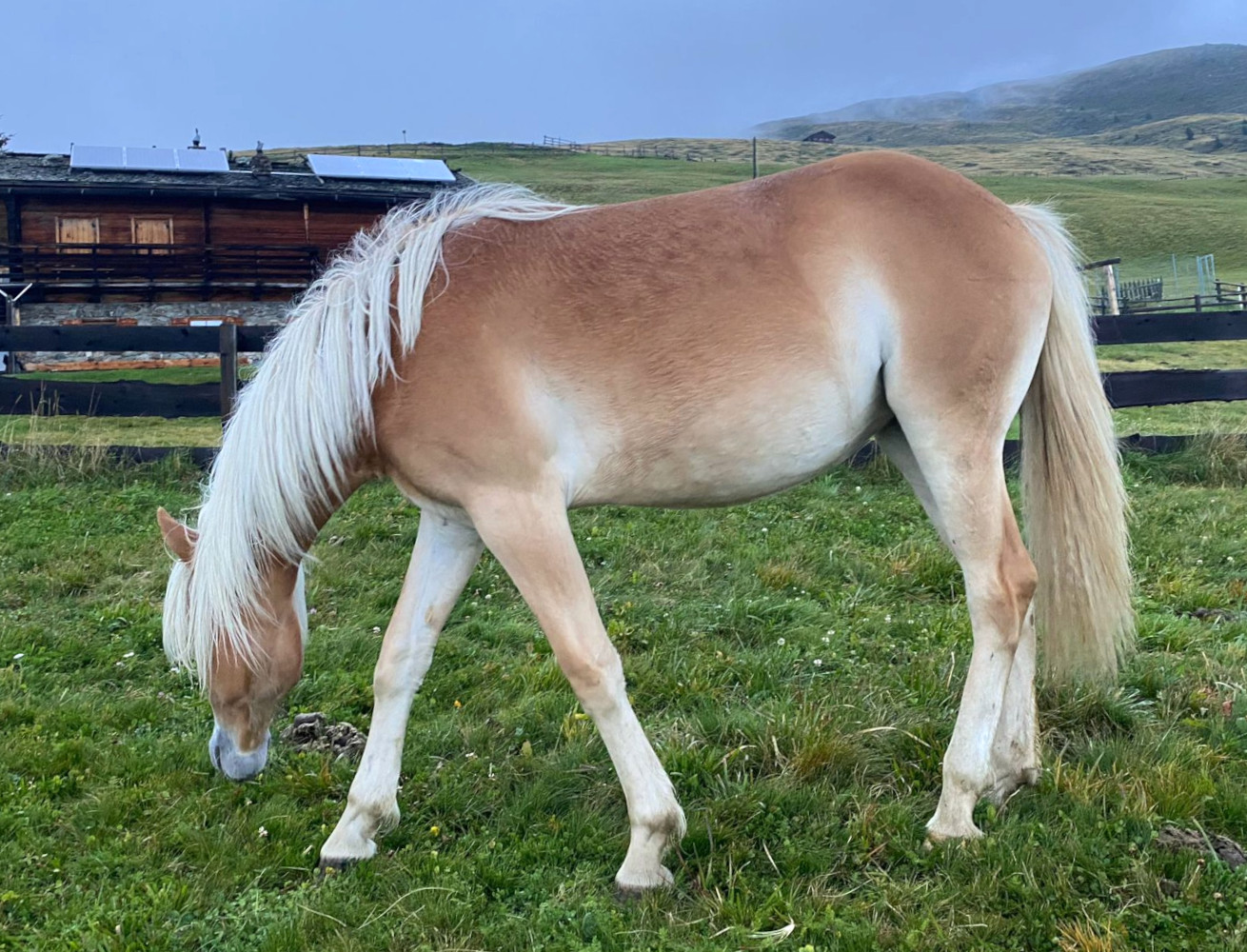 flurina-bz31281-haflinger-eu